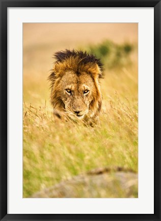 Framed Adult male lion, Panthera leo, Masai Mara, Kenya Print