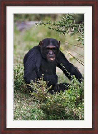 Framed Chimpanzee, Sweetwater Chimpanzee Sanctuary, Kenya Print