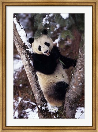 Framed China, Giant Panda Bear, Wolong Nature Reserve Print