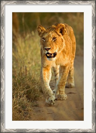 Framed Female Lion Walking At Sunset, Masai Mara, Kenya Print