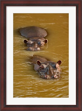 Framed Hippopotamus in river, Masai Mara, Kenya Print