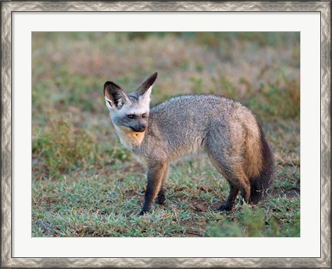 Framed Bat-eared Fox, Serengeti, Tanzania Print