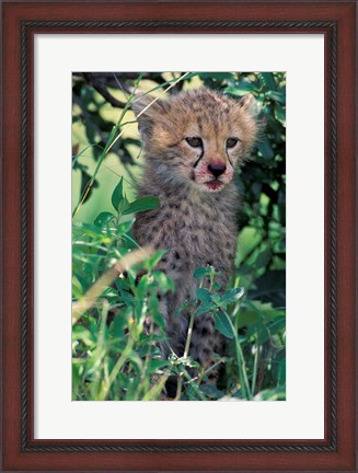 Framed Cheetah Cub, Masai Mara Game Reserve, Kenya Print