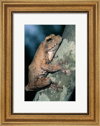 Framed Grey Frog, Kruger NP, South Africa Print