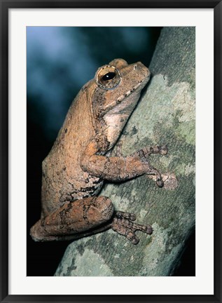 Framed Grey Frog, Kruger NP, South Africa Print