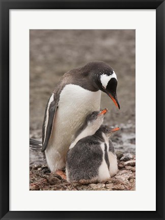 Framed Antarctica, Aitcho Island, Gentoo penguin Print