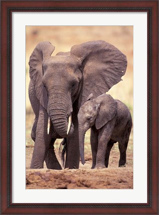 Framed African Elephants, Tarangire National Park, Tanzania Print
