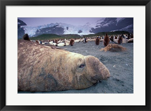 Framed Elephant Seal and King Penguins, South Georgia Island, Antarctica Print
