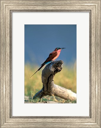 Framed Botswana, Chobe NP, Carmine Bee Eater bird, Chobe River Print