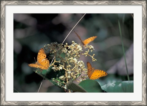 Framed Butterflies, Gombe National Park, Tanzania Print