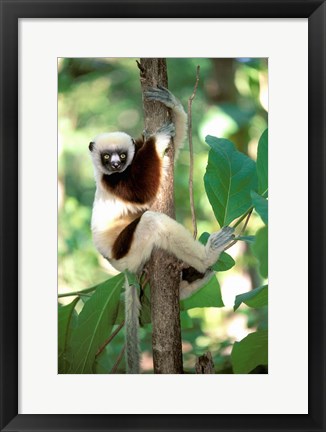 Framed Coquerel&#39;s Sifaka, Western Dry Forest, Madagascar Print