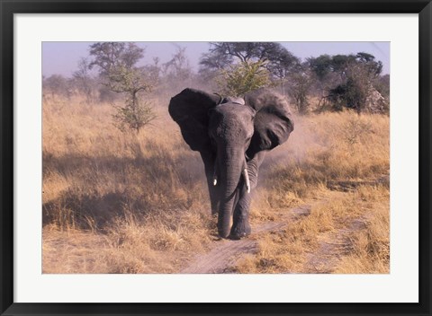Framed Elephant, Okavango Delta, Botswana Print