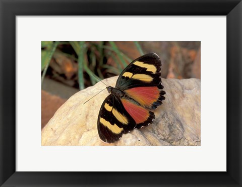 Framed Orange/Yellow Butterfly, Gombe National Park, Tanzania Print