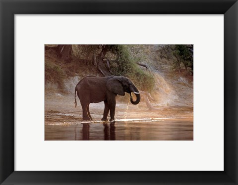 Framed Elephant at Water Hole, South Africa Print