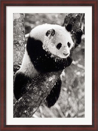 Framed China, Sichuan, Giant Panda Bear, Wolong Reserve Print