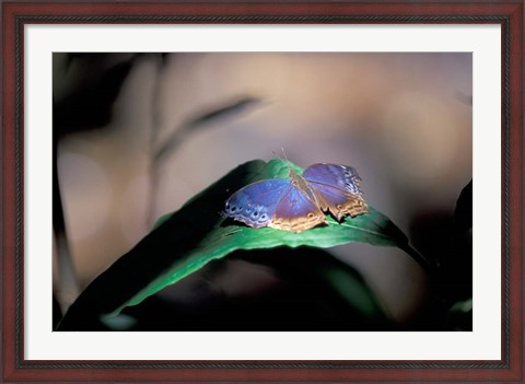 Framed Colorful Butterfly Wings, Gombe National Park, Tanzania Print