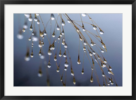 Framed Dewdrops, Huansan, China Print