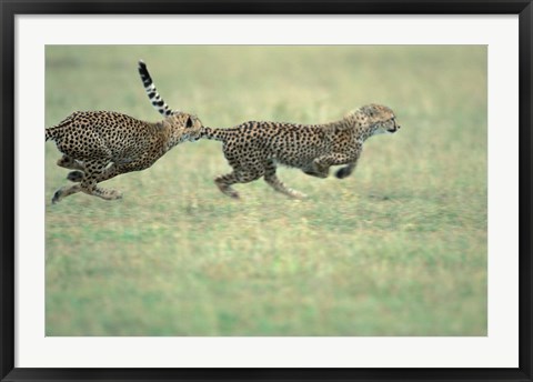 Framed Cheetah Cub Playing on Savanna, Masai Mara Game Reserve, Kenya Print