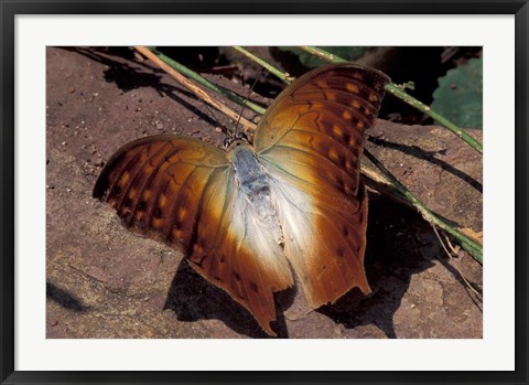 Framed Detail of Butterfly Wings, Gombe National Park, Tanzania Print