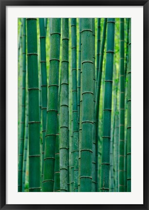 Framed Bamboo forest, Hangzhou, Zhejiang Province, China Print