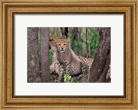 Framed Cheetah Cubs, Phinda Preserve, South Africa Print