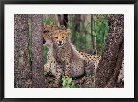 Framed Cheetah Cubs, Phinda Preserve, South Africa Print