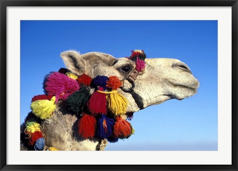 Framed Colorfully Decorated Tourist Camel, Egypt Print