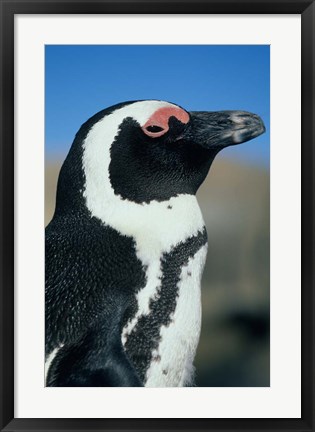 Framed Close up of an African Penguin, Cape Peninsula, South Africa Print