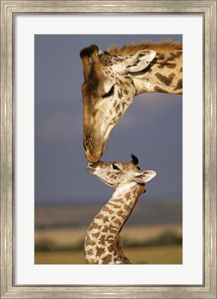 Framed Giraffe, Masai Mara, Kenya Print