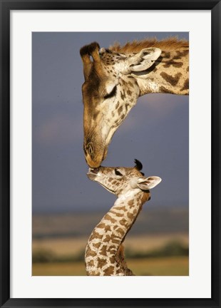 Framed Giraffe, Masai Mara, Kenya Print