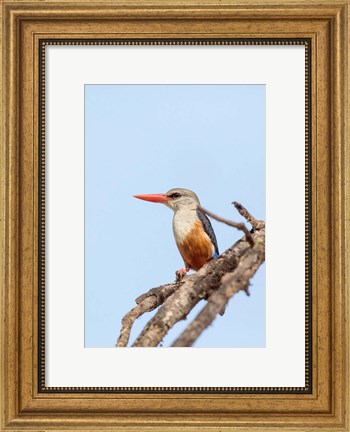 Framed Grey-headed Kingfisher, Tanzania Print