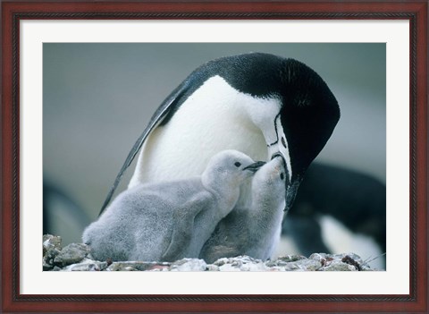 Framed Chinstrap Penguins, Deception Island, Antarctica Print