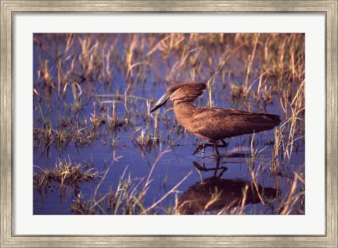 Framed Hamerkop, Okavango Delta, Botswana Print