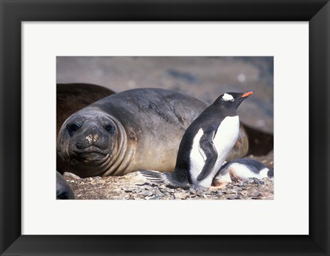 Framed Gentoo Penguin&#39;s Nest By Elephant Seals, Hannah Point, Livingston Island, Antarctica Print