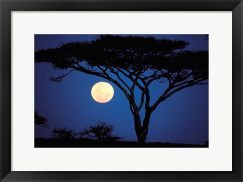 Framed Acacia Tree in Moonlight, Tarangire, Tanzania Print