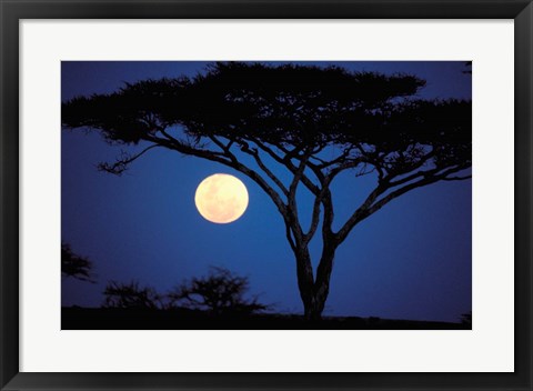 Framed Acacia Tree in Moonlight, Tarangire, Tanzania Print