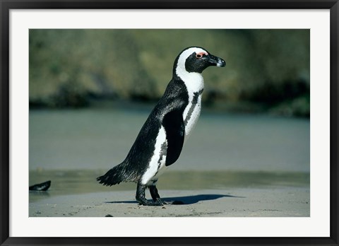 Framed African Penguin, Cape Peninsula, South Africa Print