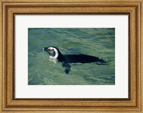 Framed African Penguin swimming, Cape Peninsula, South Africa Print