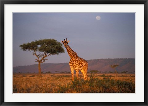 Framed Giraffe Feeding on Savanna, Masai Mara Game Reserve, Kenya Print