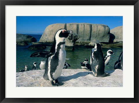 Framed African Penguins, South Africa Print