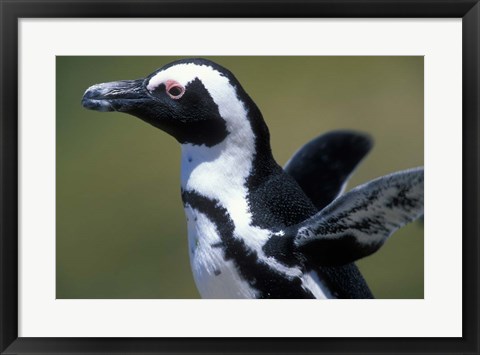 Framed African Penguin at Boulders Beach, Table Mountain National Park, South Africa Print