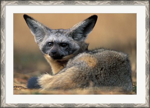 Framed Bat Eared Fox Rests on Savanna, Masai Mara Game Reserve, Kenya Print