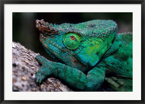 Framed Chameleons in the Analamazaotra National Park, Madagascar Print