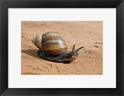 Framed Giant African Land Snail, Tanzania Print