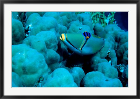 Framed Arabian Picasso Triggerfish, Panorama Reef, Red Sea, Egypt Print