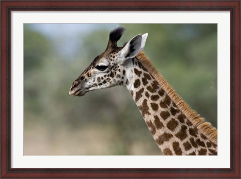 Framed Close-up of Masai Giraffe, Tanzania Print