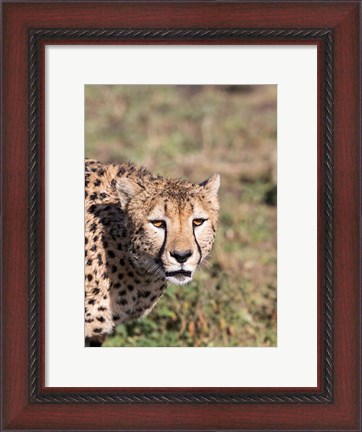 Framed Africa, Tanzania, Serengeti. Print