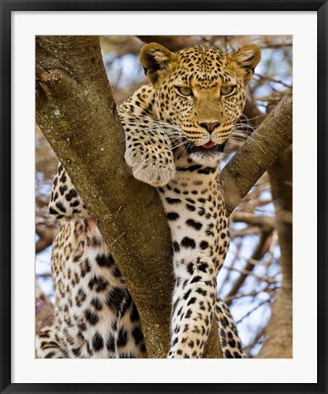Framed Africa. Tanzania. Leopard in tree at Serengeti NP Print