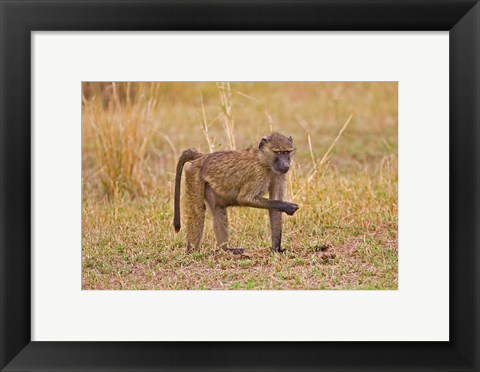 Framed Baboons near the bush in the Maasai Mara, Kenya Print
