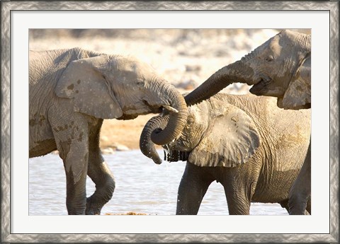 Framed African Elephants at Halali Resort, Namibia Print